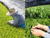 Gensen Tezumi Shincha, Bio, Super-Premium 7 Gensen Tezumi Shincha, Bio, Super-Premium – Bild 5