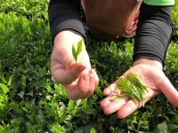 Gensen Tezumi Shincha, Bio, Super-Premium 8 Gensen Tezumi Shincha, Bio, Super-Premium – Bild 6