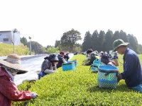 Gensen Tezumi Shincha, Bio, Super-Premium 10 Gensen Tezumi Shincha, Bio, Super-Premium – Bild 8