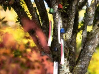 Windspiel, Furin Hamon Grün 9 Windspiel, Furin Hamon Grün – Bild 7